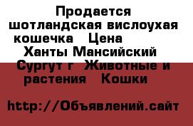Продается шотландская вислоухая кошечка › Цена ­ 3 000 - Ханты-Мансийский, Сургут г. Животные и растения » Кошки   